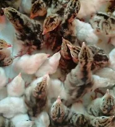 Bildirçinlər: Salam. Elanı sona qədər oxuyun. Firəng balaları satılır, hazır — 3
