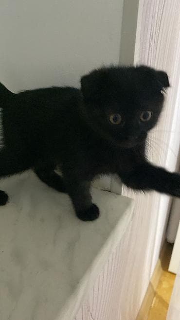 pisiy: Şotland, Dişi, Yaxşı əllərə, Ünvandan götürmə — 3