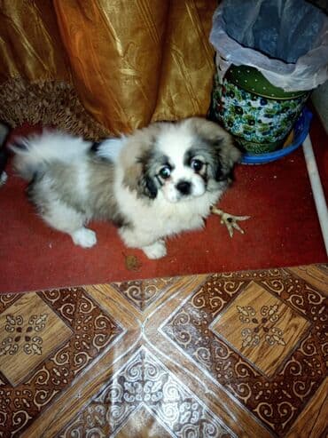 it üçün evlər: Pekines — 2