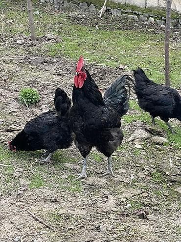 Курица, Australop, Для яиц, Платная доставка, Доставка в районы, Самовывоз — 1