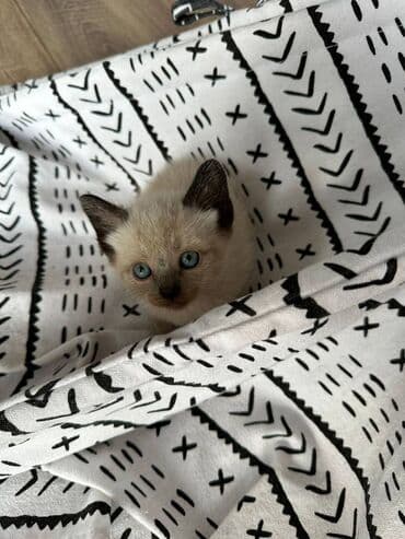 siyam pişik: Siam, Dişi, Erkək, Yaxşı əllərə, Ödənişli çatdırılma, Ünvandan götürmə — 7