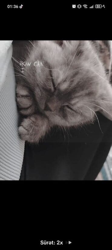 pişik sahiblənmə: Şotlant — 2