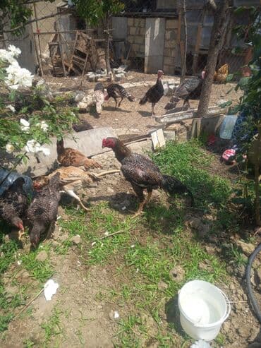 setteri it cinsinin digər adı: Satılır: Uzunboyun, iri cüssəli, sərt ayaqlı yerli döyüş tipli — 3