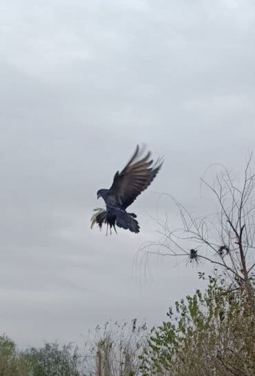 Çil baş erkek ayaq verən quşdu lalafo.az -da Çil baş erkek ayaq verən quşdu