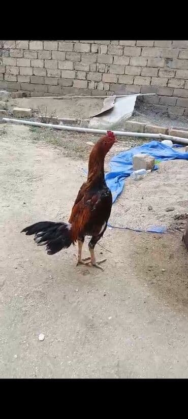 Salam dosdumundu doyuw ucun superdi elada viddi becedi cinsi birazildi