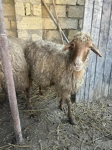 Bogaz qoyun satilir 5 basdi kom alana endirim olunacaq