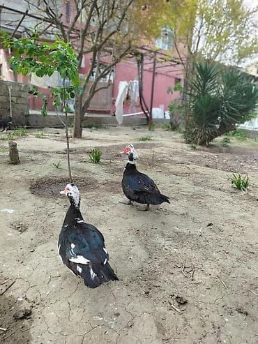 ördəkləri: Lal ördəklər satilir erkey dişi erkey cox iridi 4 kq cox cəkisi var — 4