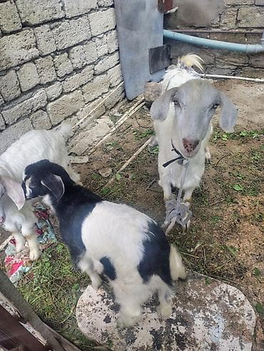 jersey cinsi: Məhsul: Keçilər (ana keçi və balaları) səna keçiləri 1 litir yarım süd — 3