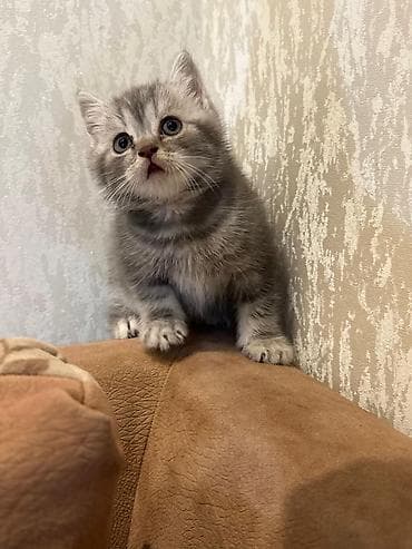 pişik geyimi: Britan — 4