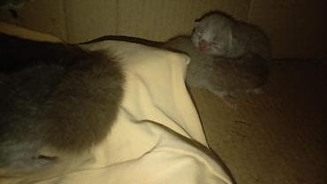 britan pisiyi: Britan — 4