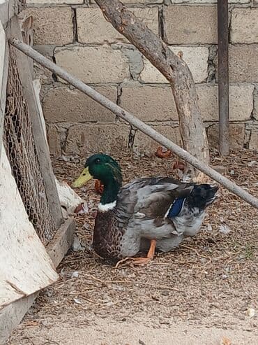 ruan ordək: Erkək, Damazlıq — 1