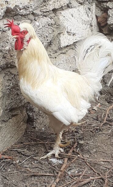 cins ineklerin qiymeti: Ağ rəngli tek xoruz satılır sahibinden. ünvan Maştağa çatdırılma — 4