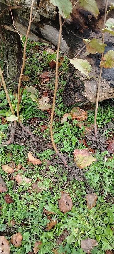 Fındıq tingləri – açıq kök sistemi ilə - Növ: adi fındıq (Corylus