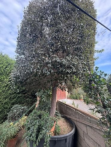 donuz sala: Evergreen dekorativ ağac – formalı tacla - Bitki tipi: Həmişəyaşıl — 9