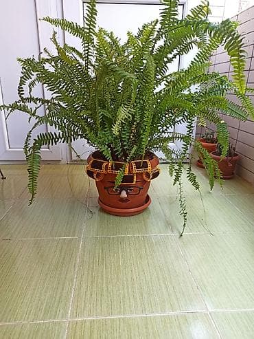 bitki dərmanları: Dekorativ qızılbağ ferni (Nephrolepis exaltata) – bənzərsiz dizaynlı — 3