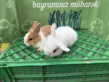 dovsan balasi: Minidovşan balaları – müxtəlif rəng və növlər - Sevimli dekorativ — 7