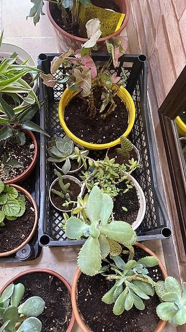 Комнатные растения: 🌸Ev, balkon bitkiləri hər biri 4azn Endirim 👉🏻10 dənə alana 3 azn - — 5
