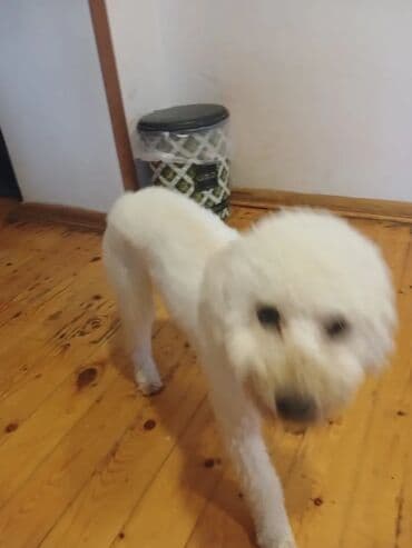 чихуахуа в добрые руки: Пудель, 2 года, Самец, С прививками, Самовывоз — 4