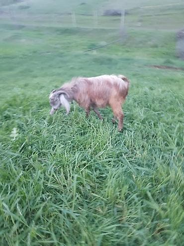 kənd toyuqlarının satışı: Məhsul: Təkə (2 baş) Təsvir: - Uzun tüklü, yarıdaraq qəhvəyi–sarı — 4