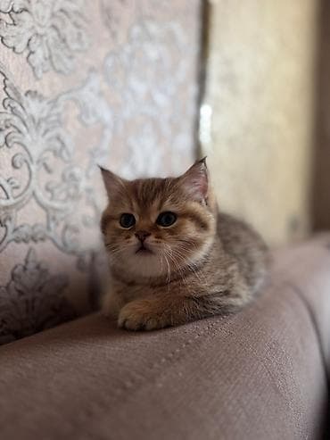 mini maltese: Qızıl şinşilla, Erkək, Ünvandan götürmə — 2