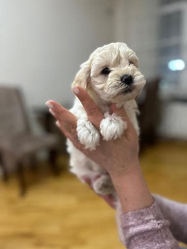 i̇t balası xaski: Peyvəndli — 1