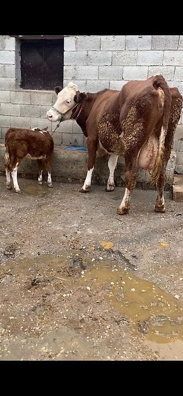 Satılır 2 ci balasıdı