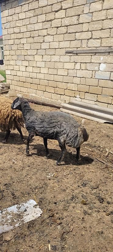 yumurtlayan toyuqlar satilir: Qoyun sürüsü satılır – qaragül/yerli qarışıq tipli heyvanlar. Rənglər — 4