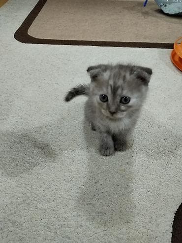 sort pişiklər: Şotland yastı qulaq — 4