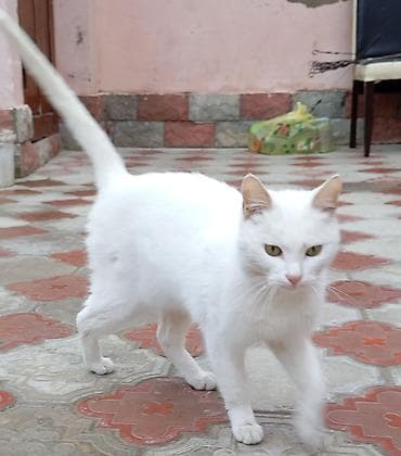 baliq qulagi: Yaxşı əllərə — 1