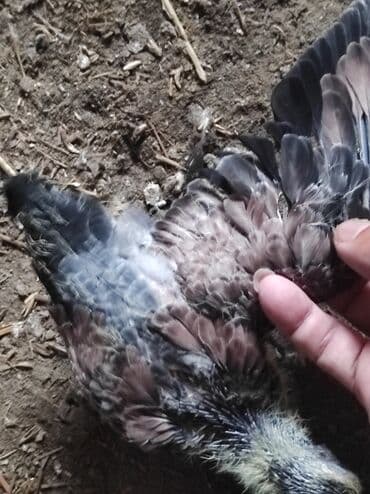 goyerçin: Məhsul: Göyərçin salam çil döş maya satilir, super bala verən sağlam — 10