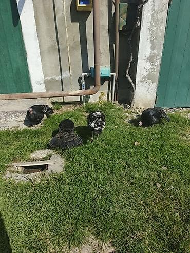 Məhsul: Hinduşka quşları (qara və qarışıq rəngli) Təsvir: -