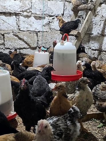 xaski gence: Toyuq cücələri, Ətlik, Ödənişli çatdırılma — 2