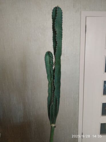 Buket güllər: Kaktus — 2