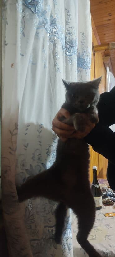 sudluk inekler satisi: Britan — 2