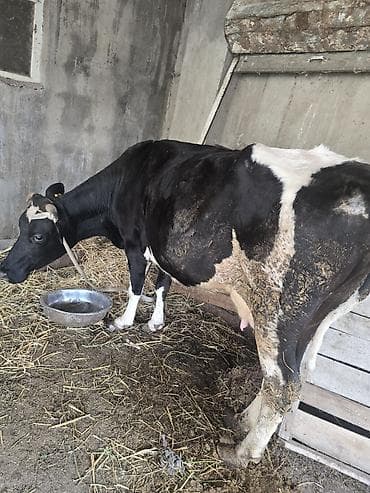 sort inəklər: 11letir südü var cavan maldi — 2