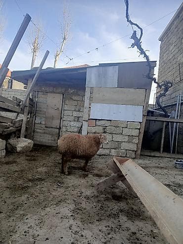 gozel pisik sekilleri: Erkəy quzu — 1