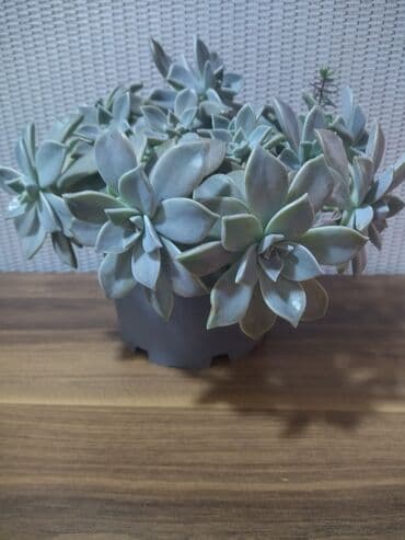 Sukulent gülü. Artırilması çox asandır. (Echeveria/Graptopetalum