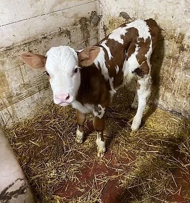Heyvanlar: Salam çüt tecili satlir yalniz gönderme hansi rayon olsa uygun olsa — 2