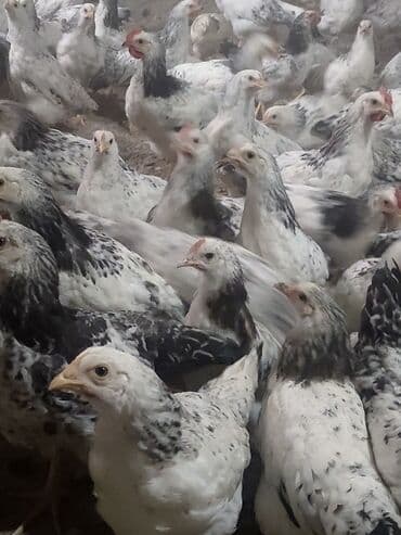 С/х животные и товары: Куриные цыплята, Для мяса, Самовывоз, Платная доставка — 5