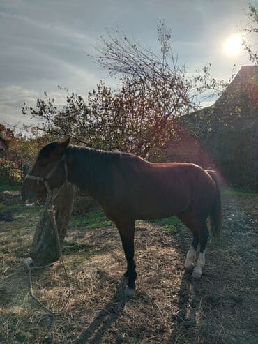 heyvanlara verilen adlar: Safqan görünümlü, qəhvəyi rəngdə at - Parlaq qəhvəyi (dorag) rəngli — 2