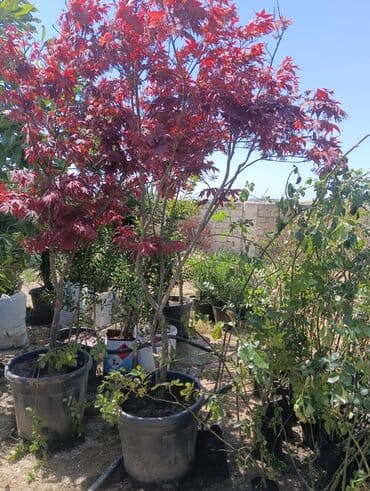 adəm ağacı: Dekarativ agaclarin satisi — 6