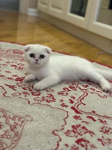 Şotland yastı qulaq