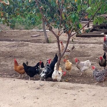 породистые собаки в добрые руки: Fermada yetişdirilmiş müxtəlif cinslərdən ibarət toyuqlar. Qəhvəyi — 2