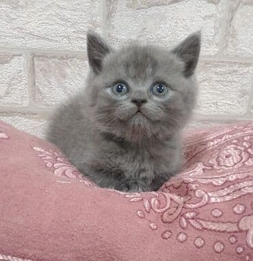 pişik balaları: Şotland yastı qulaq — 6