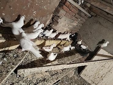 lalafo goyercin satisi: Ağ rəng üstünlük təşkil edən ev göyərçinləri – dəst halında. - — 3