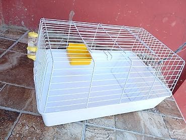 Dovşanlar: Ev dovşanı balaları – yumşaq tüklü, kiçik ölçülü - Növ: dekorativ ev — 6