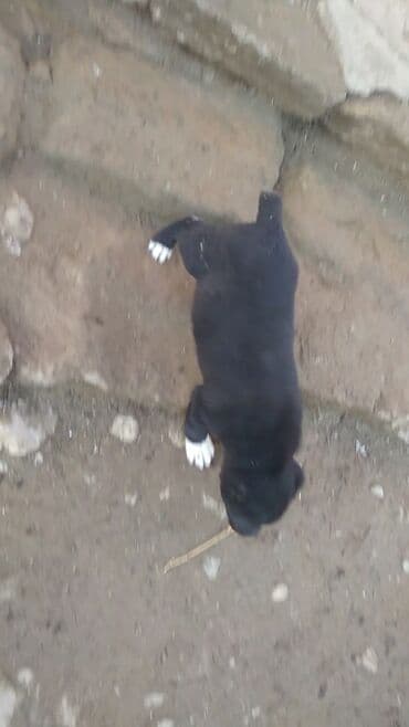 xasqi satisi: 1 ay, Dişi — 7