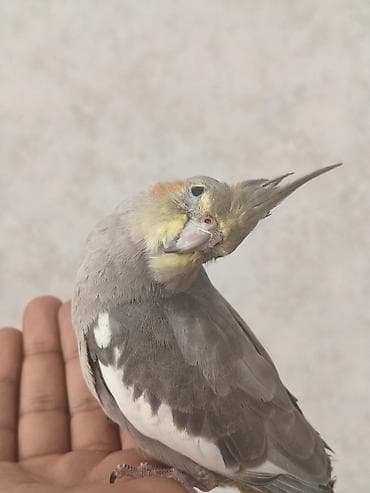 derzi quşu: Salam, boz 5 aylıq erkək korella satılır, əl quşudur, ələ — 4