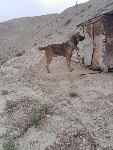 maraqli it adlari: İri cüssəli, qısa tüklü, tünd qəhvəyi rəng çalarlarında it. Boy ölçüsü — 7