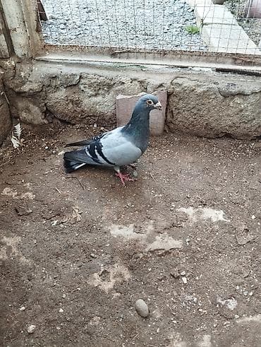 qu qusu: Drakon erkey tam sağlam — 1